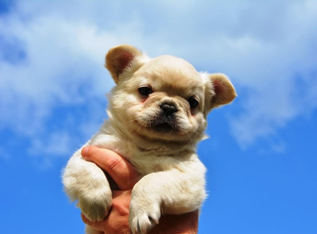 Francuski buldog fluffy