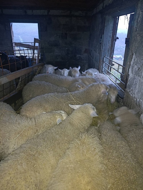 Jagnjići, četiri ipo meseca 