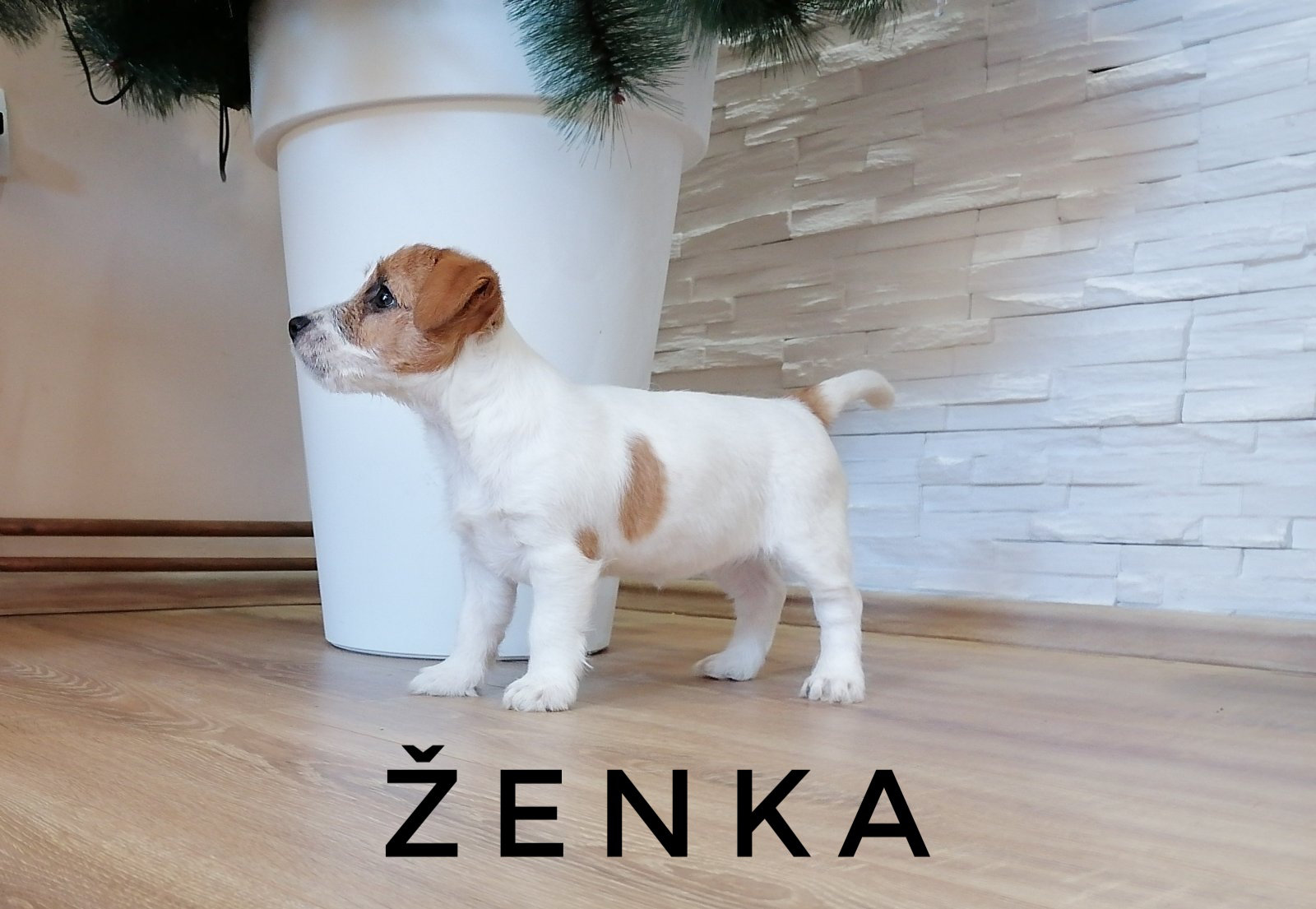 Štenci dzek rasel terijera 