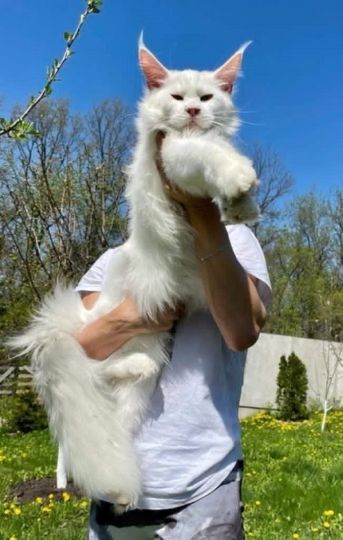 Maine Coon mačići 