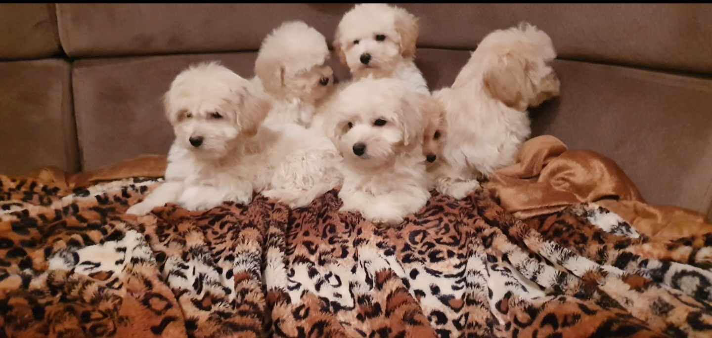 Maltipoo štenci, prelepi i vrhunski 