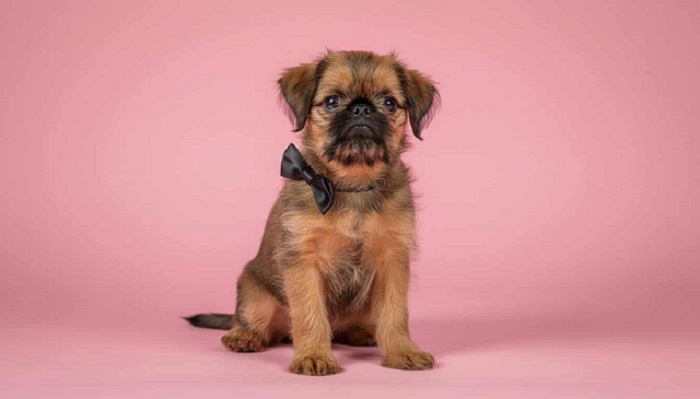 Briselski Grifon – vrhunsko muško štene 