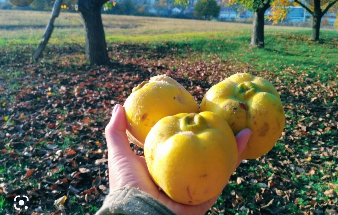 Domaća rakija od Dunje