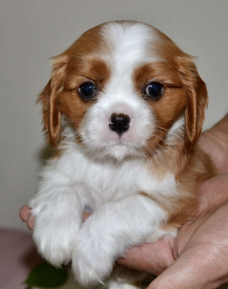 CAVALIER KING CHARLES  spaniel štenci  