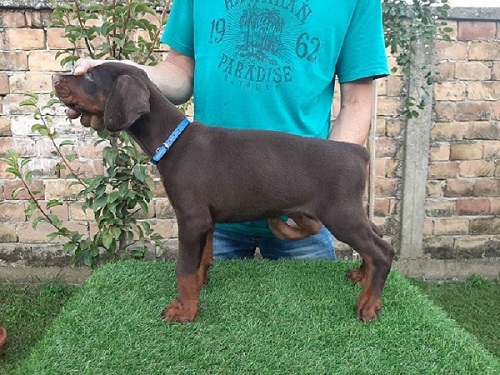 Doberman štenci 
