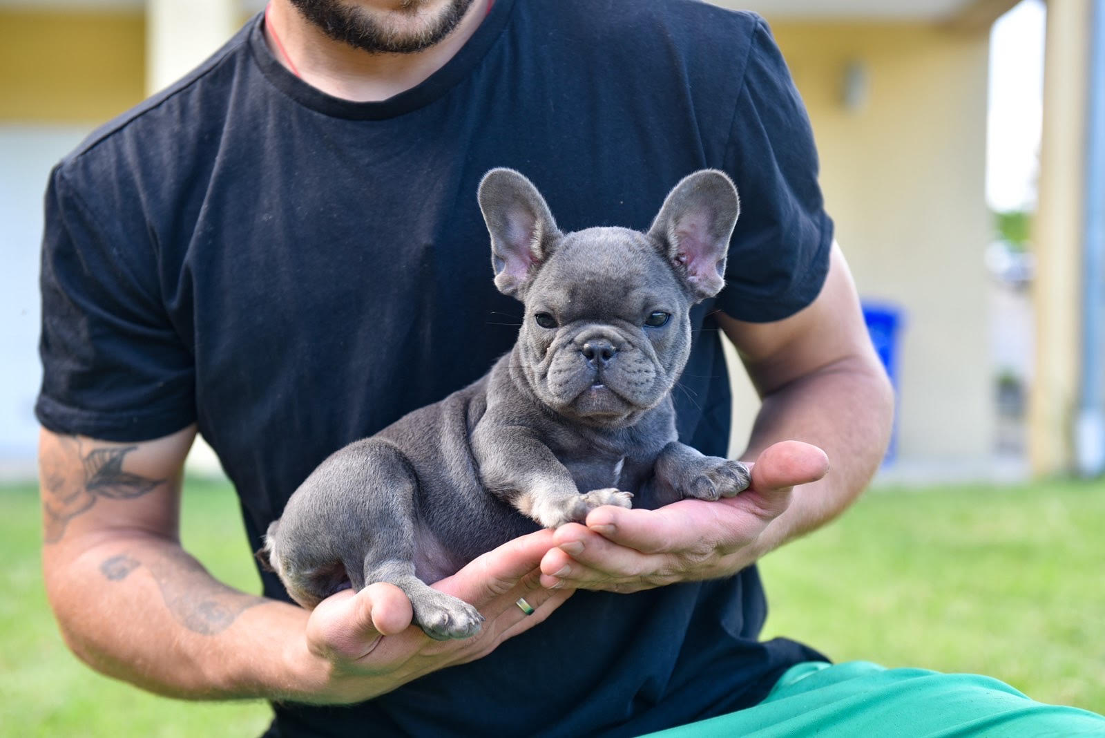 Francuski buldog, stenci