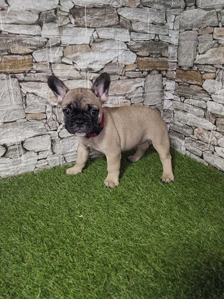 Francuski bulldog 