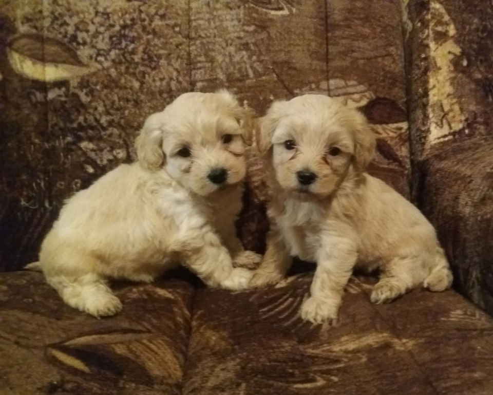 MALTIPOO, štenad, 2  mužijačiça 