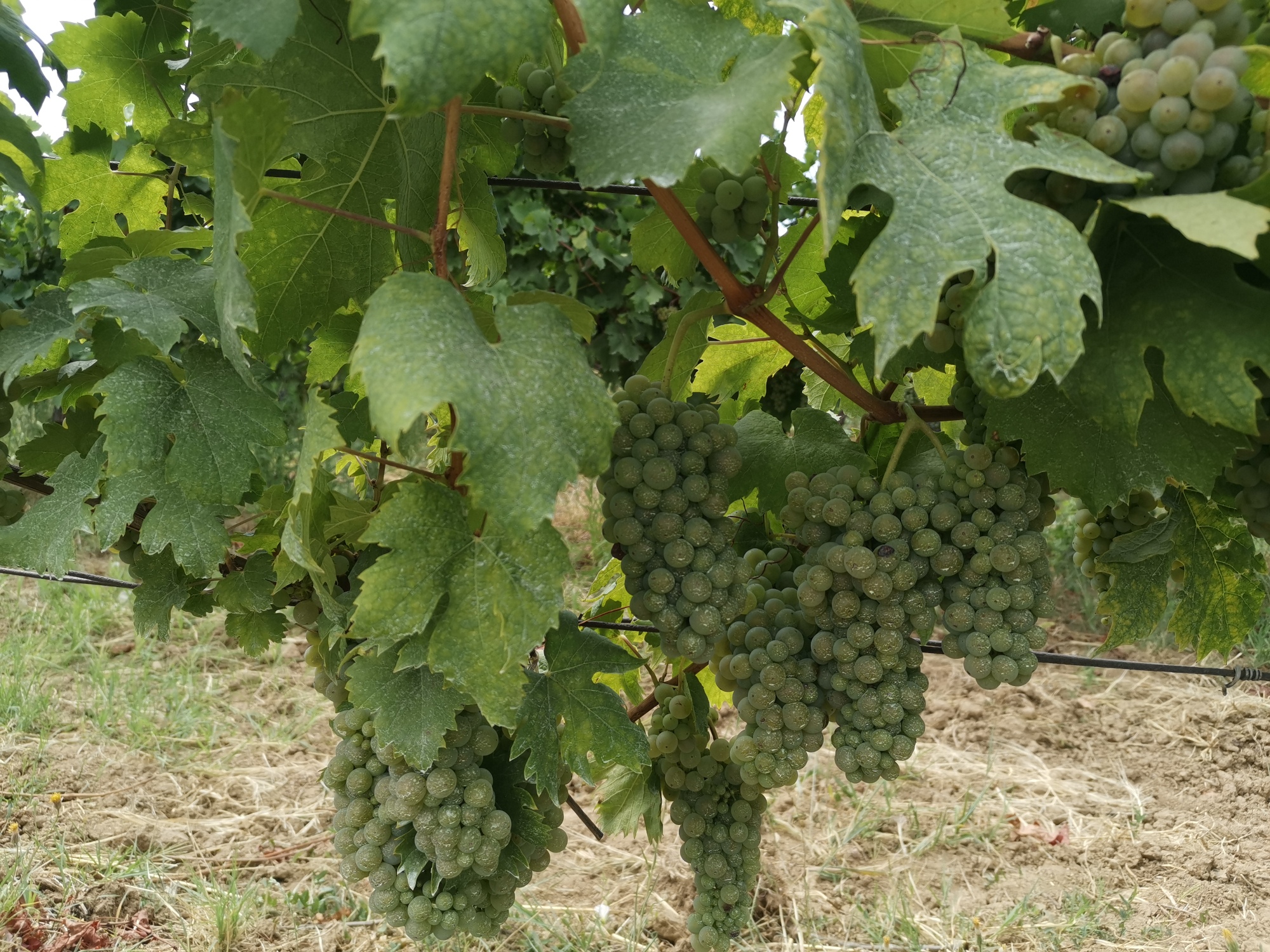 Prodaja grožđa 2026