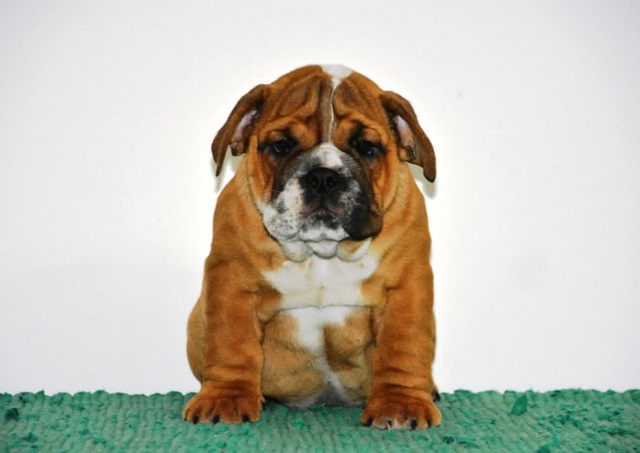 Engleski Buldog 