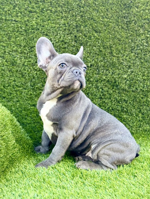 Francuski buldog