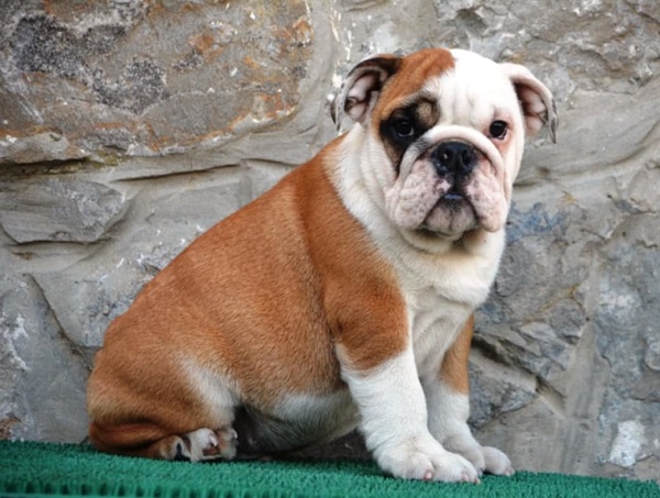 Engleski Buldog 