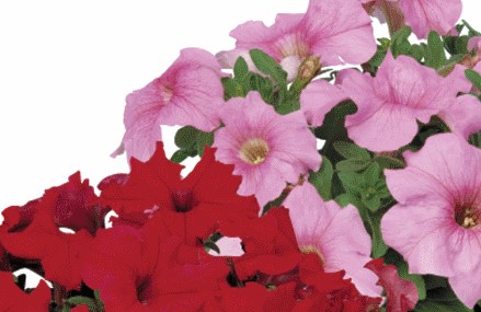 Petunia grandiflora