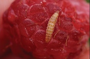 Suzbijanje štetočina u toku gajenja maline