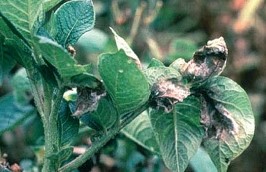 PLAMENJAČA KROMPIRA I PARADAJZA (Phytophthora infestans (Mont.) de Bary)