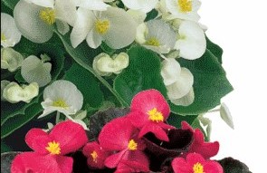 Begonia semperflorens