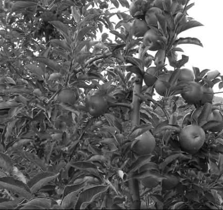 Savremene tendencije u proizvodnji jabuke