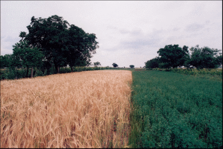 Pšenica za bioetanol