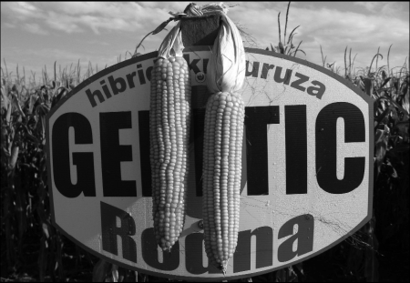 Domaći stvaralac hibrida kukuruza