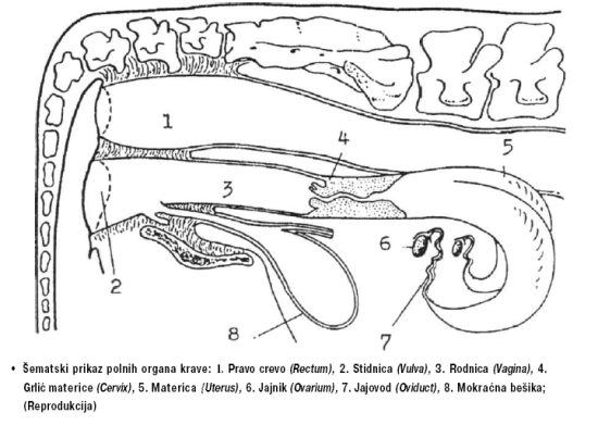 Šematski prikaz polnih organa krave: 1. Pravo crevo (Rectum), 2. Stidnica (Vulva), 3. Rodnica (Vagina), 4.
Grlić materice (Cervix), 5. Materica (Uterus), 6. Jajnik (Ovarium), 7. Jajovod (Oviduct), 8. Mokraćna bešika;
(Reprodukcija)