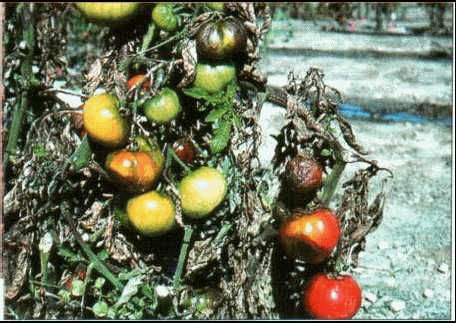 Plamenjača paradajza