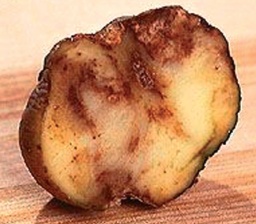 Simptomi plamenjače na krompiru.