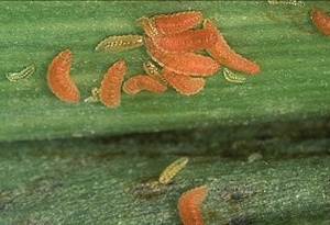 Malinina mušica - larve