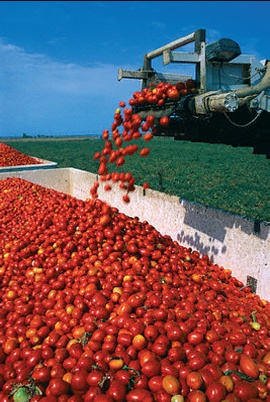 Mehanizovana berba paradajza