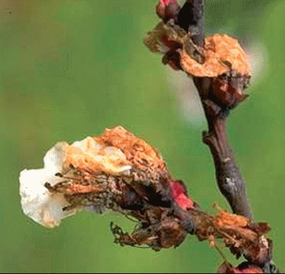Simptomi monilioze na cvetu višnje