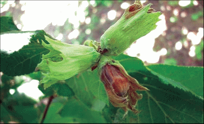 Simptomi truleži ploda lešnika