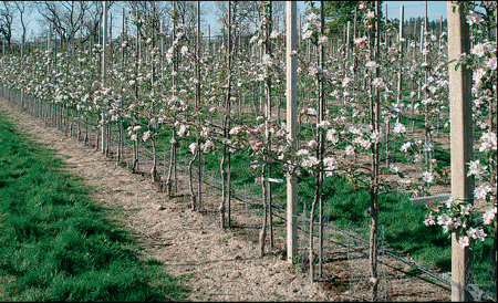 Navodnjavanje jabuke u gustoj sadnji