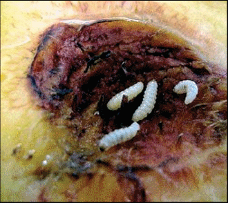 Šljivin surlaš - larve