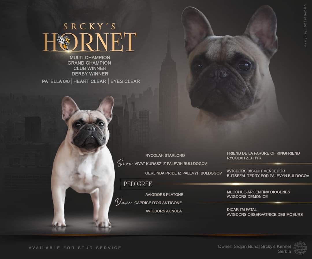 French bulldog kennel Srcky's - muzjaci za parenje