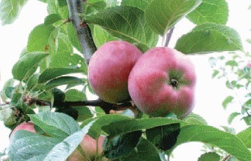 Ukrštene jabuke i kruške