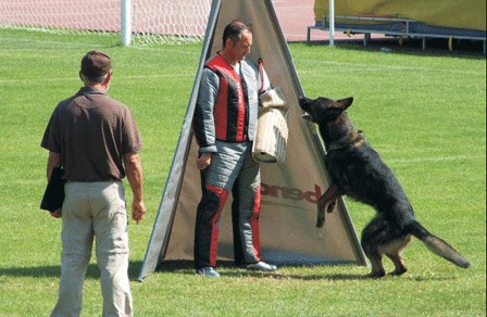 Svetsko prvenstvo radu za službene pse - Torino