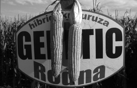 „Genetik Plus” - domaći stvaralac hibrida kukuruza