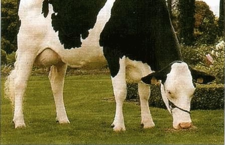 Mogućnosti genetskog poboljšanja goveda