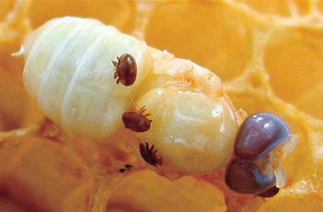 Rad sa mravljom kiselinom u AŽ košnicama