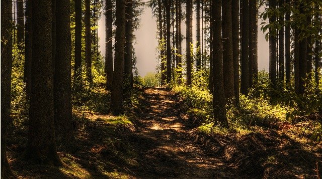 Kroz projekat "Naša šuma, naša briga" u Čačku posadeno tri hiljade Sadnica